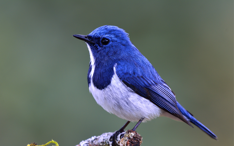 bird watching for kids