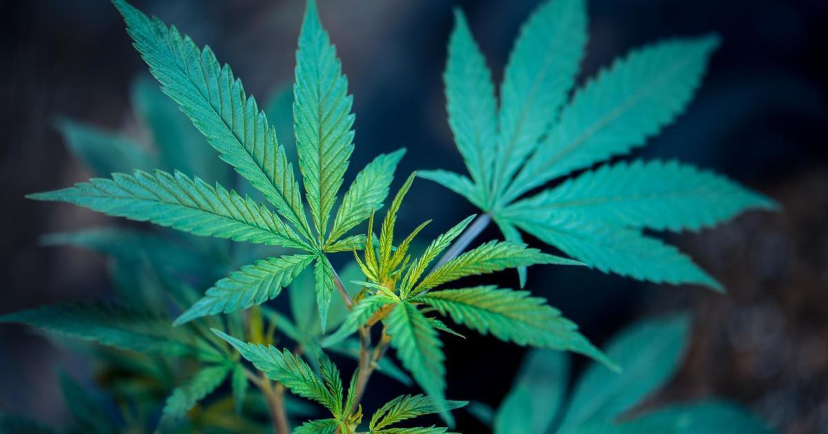 Advantages and Disadvantages of Medical and Recreational Cannabis