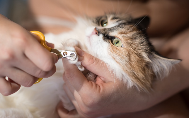 How To Trim A Cat's Nails By Yourself