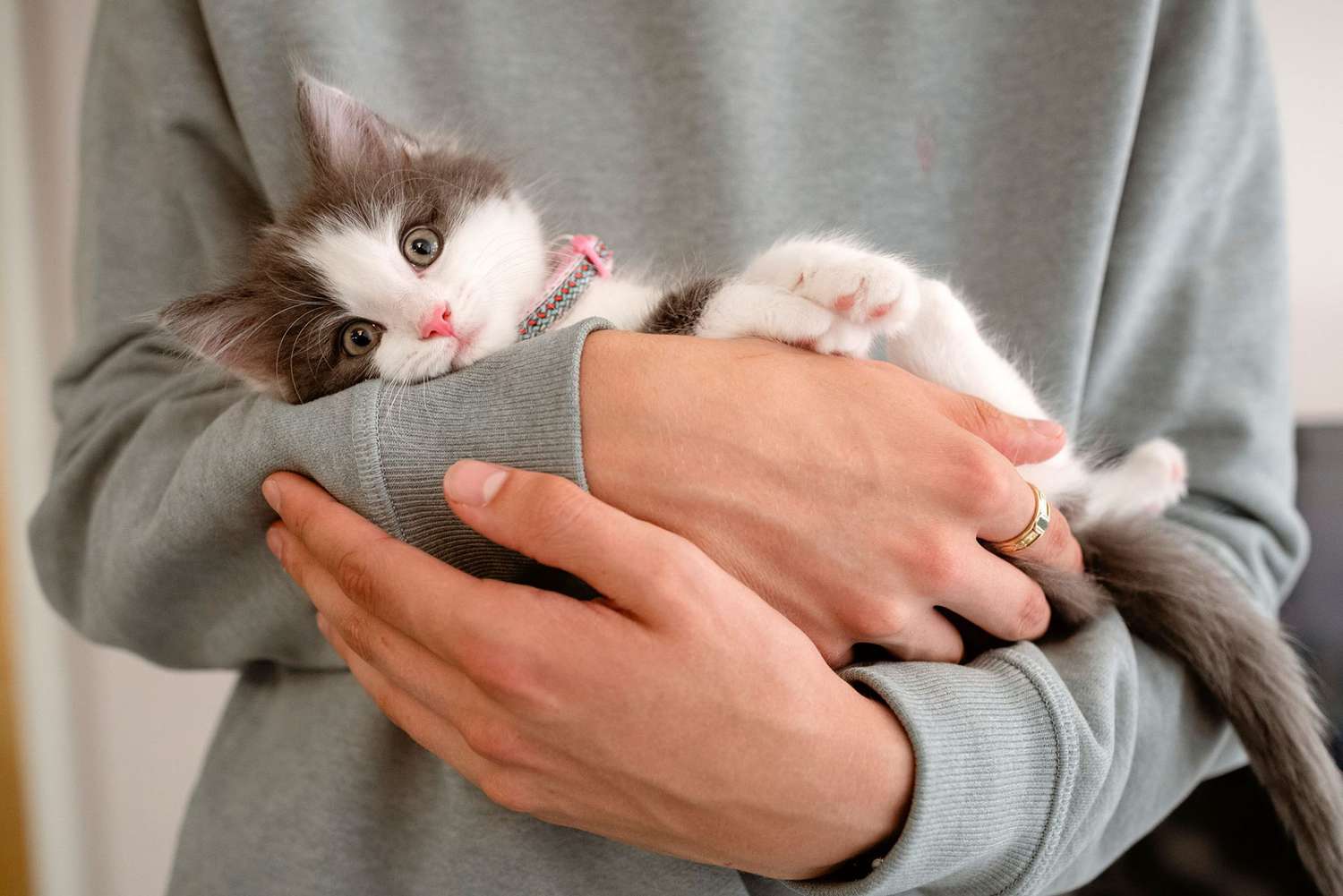 How To Trim A Cat's Nails By Yourself